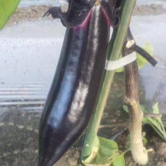 冷蔵便♥とろける長なす♥遠方の方は冷蔵便で 4.5キロ 野菜/茄子通販