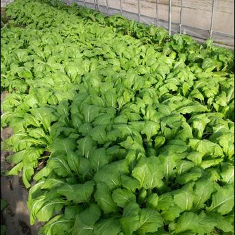送料無料‼️青森県産寒締め小カブ白馬(6～12個入り) 約３kg 野菜/かぶ通販