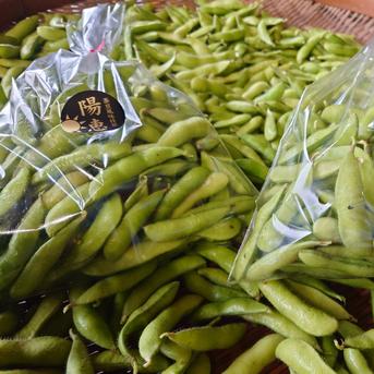 瀬音農園の枝豆！1kg 1kg 野菜/枝豆通販