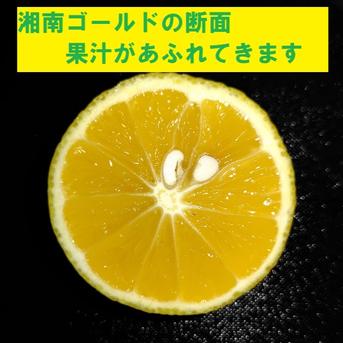 湘南ゴールド２㎏　サイズミックス 総量２㎏　（箱の重量込み） 果物/その他柑橘類通販