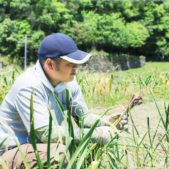 熊野の山々に囲まれ、清流古座川に育まれた土地で作る［農薬不使用・化学肥料不使用］のにんにく 500g（10球前後）、MサイズLサイズをミックスさせてお送りさせていただきます。 野菜/にんにく通販