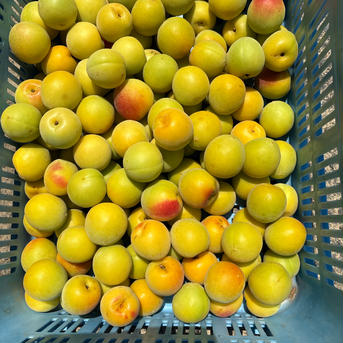 梅干し・甘露煮用熟成初期南高梅3L4.62kg(冷蔵輸送) 成熟前南高梅 果物/青梅通販