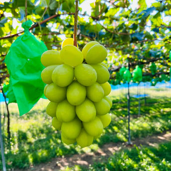 長野県松本産 ぶどう【シャインマスカット・ナガノパープル・クイーン