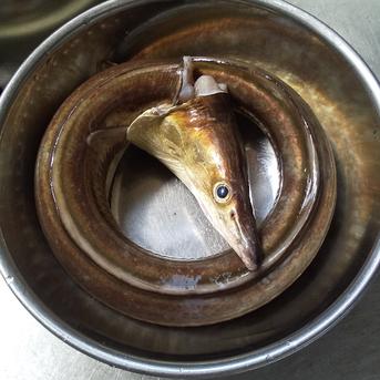 鱧２㎏前後 ２～５匹 2㎏前後 魚介類/鱧通販