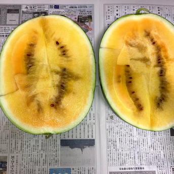 猪野農園の金色羅皇 ｜ 果物/スイカ 産直アウル 農家・漁師など生産者