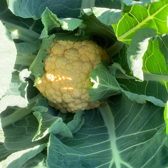 淡路島からのカリフラワー5つ　特別栽培農産物 カリフラワー5つ 野菜/その他野菜通販