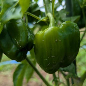【旬の野菜】数量限定セット 信州の旬を食べる野菜箱 玉ねぎ、にんにく.じゃがいも.ナス.きゅうり 野菜/野菜セット・詰め合わせ通販