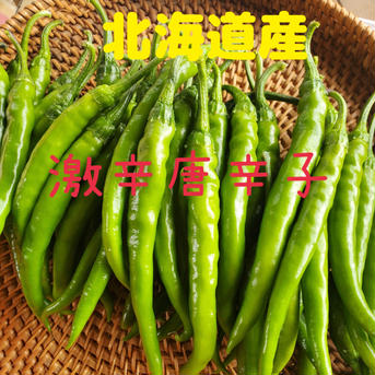 激辛唐辛子　北海道産1ｋｇ　青 1ｋｇ 野菜/スパイス通販