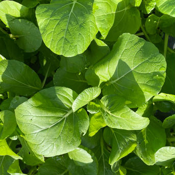 アスパラッチェ4袋×130g  農薬・化学肥料不使用 4袋×130g 野菜/葉物通販