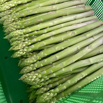 会津産アスパラ【たくパラ】 1キロ 野菜/アスパラガス通販