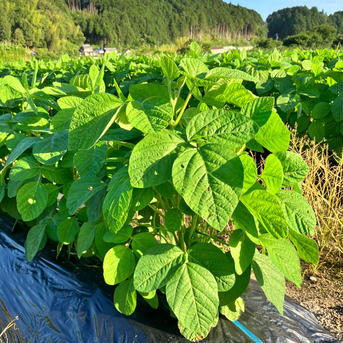 枝豆 1kg 1kg(500g×2袋) 野菜/豆類通販