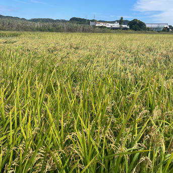 にこまる 令和7年 新米🌾 和歌山県産 ｜ 米・穀物/米/精米 産直アウル