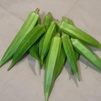 【農薬不使用/横浜の農園直送】採れたてオクラ(サイズいろいろ)1kg(50本前後) サイズいろいろ、五角・丸オクラ合わせて1kg(50本前後) 野菜/オクラ通販