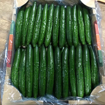 新鮮きゅうりA品 朝採り野菜 5kg 野菜/きゅうり通販