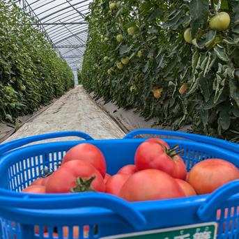 糖度7.9度の肉厚濃厚な収農花のトマト 5kg(約22個～27個) 野菜/トマト通販