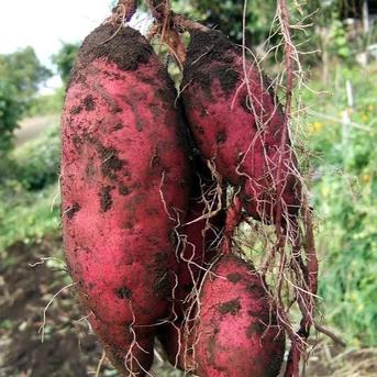 新芋は今だけ】横浜産自然栽培さつまいも「紅はるか」20kg｜採れたてを