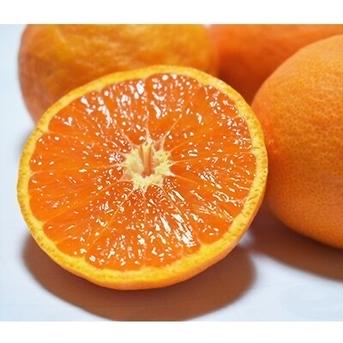 太陽と海のカラマンダリン家庭用【有田産】5kg【アウルの日】 5kg 果物/オレンジ・その他みかん通販