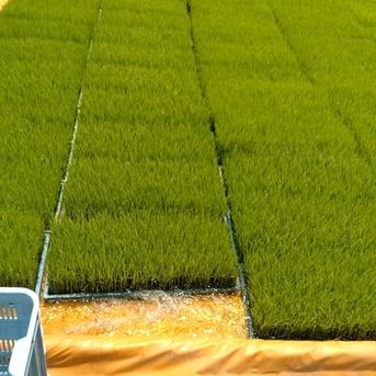 6周年限定】2025年産うるち米（キヌヒカリ）4.0kg 白米 ｜ 米・穀物/米 