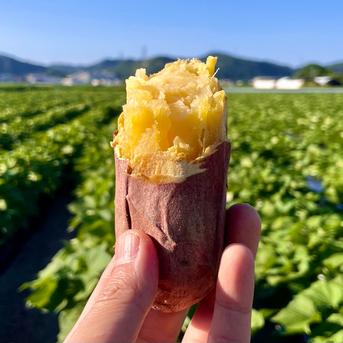ほくほく食感と上品な甘さ！なると金時冷凍焼き芋(訳あり)6kg ｜ 野菜