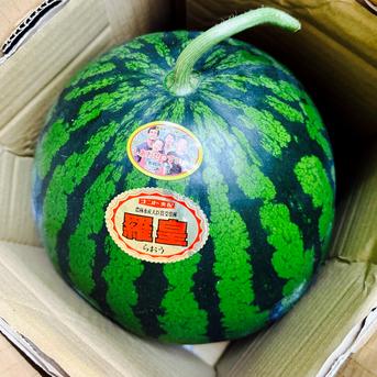 熊本県産 高級 すいか 西瓜 大玉 羅皇 スイート 赤 1玉入り 2L サイズ 箱込み 7キロ以上 秀品（001） 完熟 ギフト プレゼント用 贈答用 お中元 お祝い お見舞い 果物 フルーツ【バイヤー推奨商品】  箱込み 7キロ以上 秀品 果物/スイカ通販