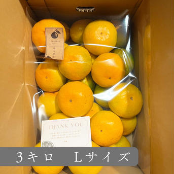 限定1箱！Lサイズ！甘さ広がる【ゆら早生みかん】　有田みかん　極早生 3kg 果物/温州みかん通販