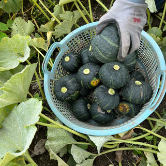 訳あり【農薬不使用】追熟完了後発送！富良野産 坊ちゃんかぼちゃ 5kg