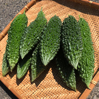 ゴーヤ 2kg（約10個） 野菜/ゴーヤ通販