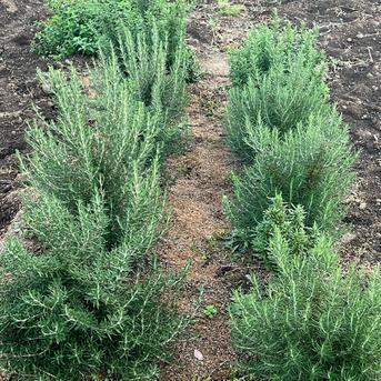 フレッシュローズマリー （ ハーブ） 栽培期間農薬不使用 80g | 花