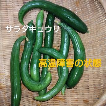 旬のおまかせセット(随時写真にて更新中) ナス2種各5本〜､サラダキュウリ5本〜、､ジャンボニンニク片5個､葉物少しづつ 野菜/野菜セット・詰め合わせ通販