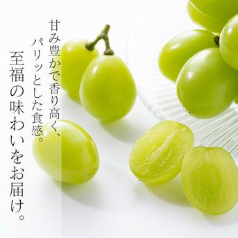 限定】希少品種食べ比べ 約2kg (サンシャインレッド2房+シャイン