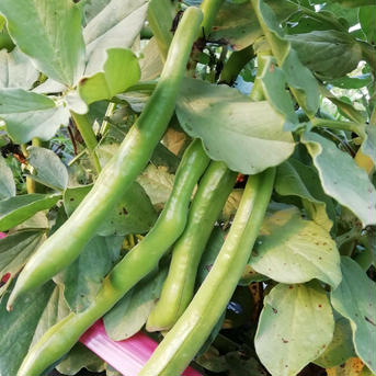 はなのきふぁーむのおひさま野菜　西洋そら豆【ファーベ】1kg 1kg 野菜/豆類通販