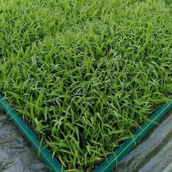 新米】令和7年度 宮城県産ひとめぼれ「玄米30kg」環境保全米