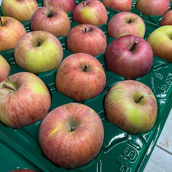 小玉、訳あり】葉とらずりんご サンふじ 特別栽培/ネオニコ不使用