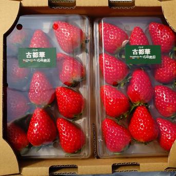 朝採り新鮮いちご（古都華） ｜ 果物/いちご 産直アウル 農家・漁師