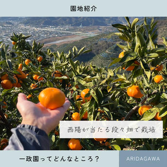 完熟】有田みかん 10キロMサイズ 家庭用 温州みかん 宮川早生 早生