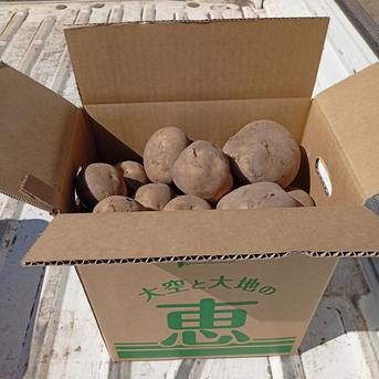 新じゃが】きたかむい M〜3Lサイズ混合 8kg ｜ 野菜/じゃがいも 産直
