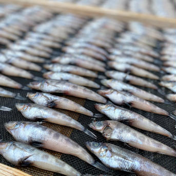 丸干しセット！メヒカリ&真イワシ メヒカリ4P鰯丸干し4P 魚介類/魚介の加工品通販