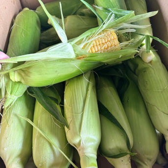 そろそろ終わりの朝採りスイートコーン ｜ 野菜/とうもろこし 産直 【7/8発送】朝採りとうもろこし24本農家直送スイートコーン