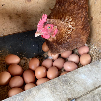 80個入の平飼い卵】上品な甘みとコクのある昔ながらの美味しさ ｜ 卵