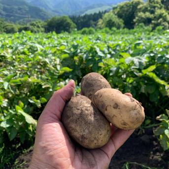 【１人１回だけの特別品】新じゃが２kg　兵庫県但馬産メークイン 【旬祭限定】 メークイン2kg 野菜/じゃがいも通販
