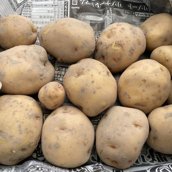 無農薬新じゃがいもキタアカリ5kg 5/21収穫5kg 野菜/じゃがいも通販