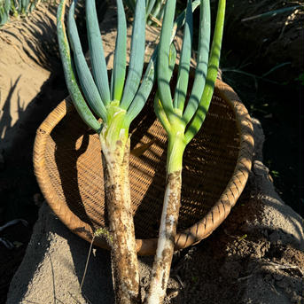 秋田県三種町のオーガニック長ネギ【2kg 】 2kg 野菜/ねぎ通販