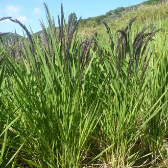 無肥料・自然栽培の古代もち米 緑米（玄米/R7年産）800g【チャック袋