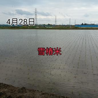 特別栽培米新潟県産コシヒカリ15k ｜ 米・穀物/米/精米 産直アウル