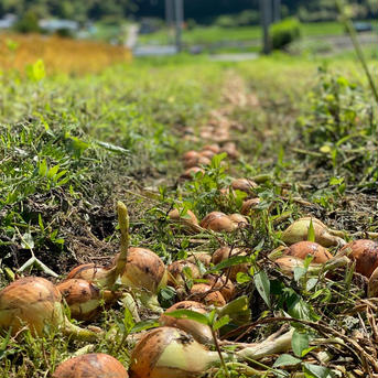 栽培期間農薬化学肥料不使用の野菜パック 5キロ弱(段ボール箱を含め) 野菜/野菜セット・詰め合わせ通販