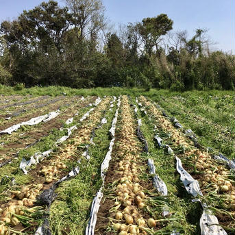 【鹿児島産】甘塩新玉ねぎ箱込み14キロ^_^ 箱込み14キロ前後 野菜/玉ねぎ通販