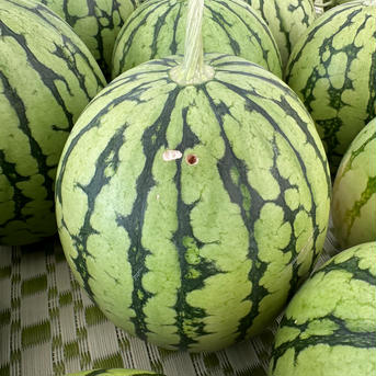 【タネの小さいスイカ🍉】 ピノガール　訳あり品 4〜5玉（約10㎏） 果物/スイカ通販
