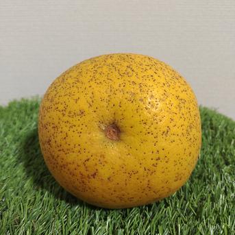 国産スウィーティー３kg【大小さまざま】 3kg 果物/オレンジ・その他みかん通販