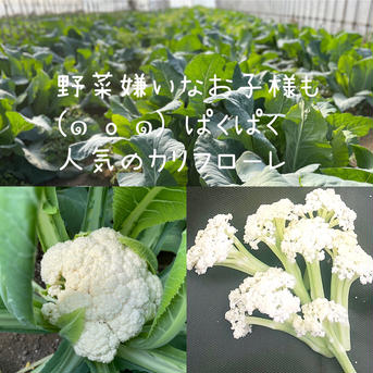 ★寒冷地向け【有名ホテルシェフ御用達】『Mサイズ冬のカラフル野菜セット8品目』 【80サイズ】カラフル野菜やレア野菜・一般野菜が合計8品目、箱一杯にお入れします！ 野菜/野菜セット・詰め合わせ通販