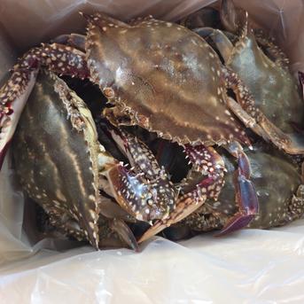 生冷ワタリガニ2kg詰（5-17尾入）北海道 ｜ 魚介類/カニ 産直アウル